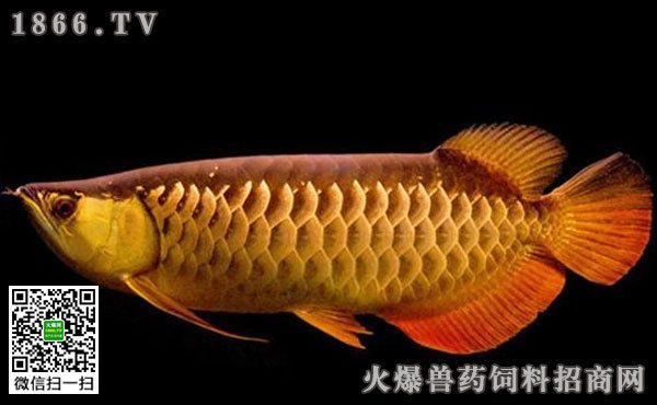 高陽(yáng)世家龍魚(yú)價(jià)格多少一條：關(guān)于高陽(yáng)世家龍魚(yú)的價(jià)格信息高陽(yáng)世家龍魚(yú)價(jià)格信息 龍魚(yú)百科 第1張