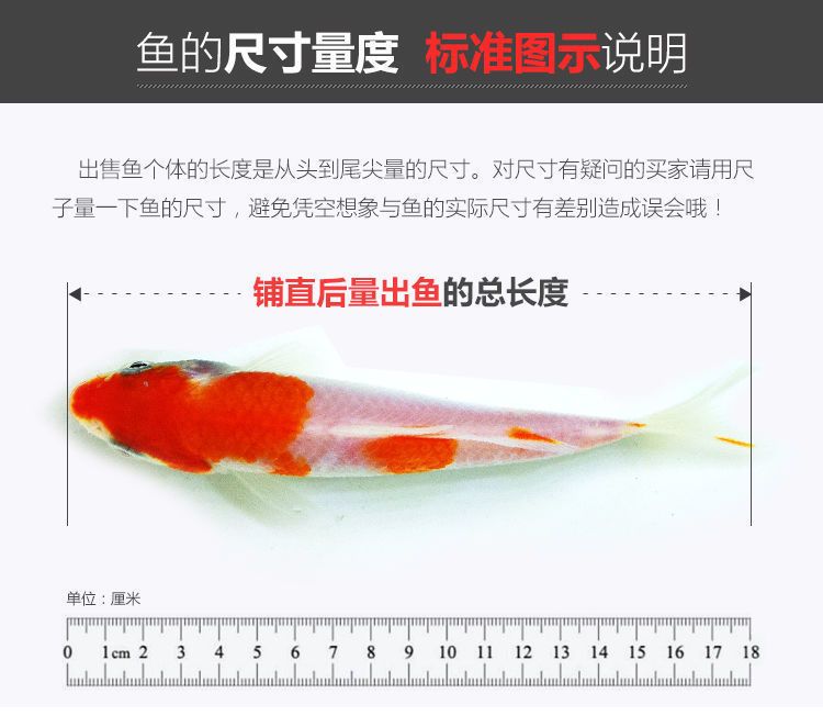 龍魚過缸怎樣處理魚食：龍魚過缸后的處理方法