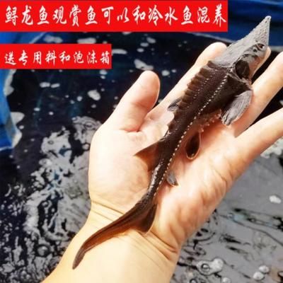 龍魚會冷死嗎：龍魚死亡的常見死亡原因包括龍魚常見的死亡原因 龍魚百科 第1張