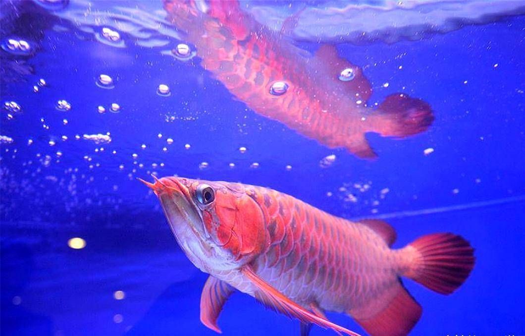 紅金龍魚產(chǎn)地是哪里的魚：紅金龍魚產(chǎn)地在哪里