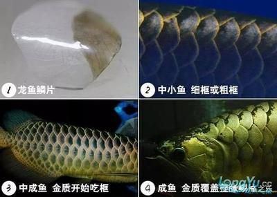 龍魚為什么要拔鱗片吃：龍魚拔鱗片手術(shù)是什么？