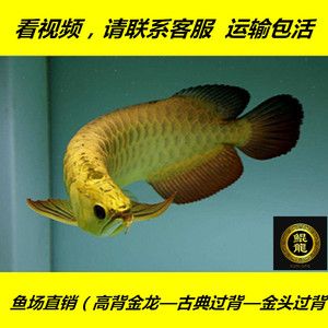 金龍魚(yú)高背和過(guò)背是什么意思呀視頻：金龍魚(yú)過(guò)背是什么意思