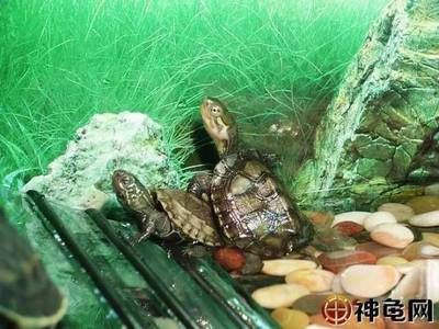 龍魚一會趴缸一會游動正常嗎怎么回事：龍魚趴缸和游動情況可能由多種因素引起龍魚情緒緊張