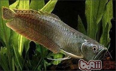 龍魚水腫怎么治療視頻：關(guān)于龍魚水腫的治療方法 龍魚百科 第3張