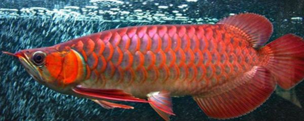 紅龍魚(yú)冬季水溫多少合適：紅龍魚(yú)冬季水溫多少合適紅龍魚(yú)冬季水溫多少合適 龍魚(yú)百科 第3張