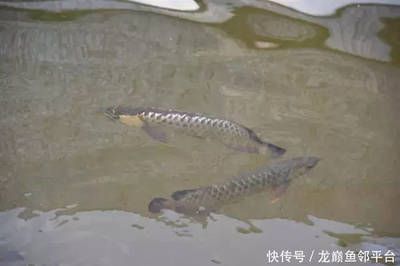 龍魚(yú)哪個(gè)漁場(chǎng)的最好釣：哪個(gè)漁場(chǎng)的龍魚(yú)最好釣？ 龍魚(yú)百科 第1張