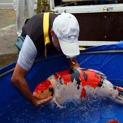 龍魚和三間魚打架嗎會(huì)死嗎：如何預(yù)防龍魚打架？