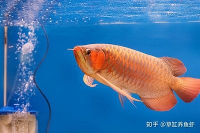 龍魚海水魚：龍魚之巔龍魚之巔龍魚之巔龍魚之巔龍魚和淡水魚的區(qū)別