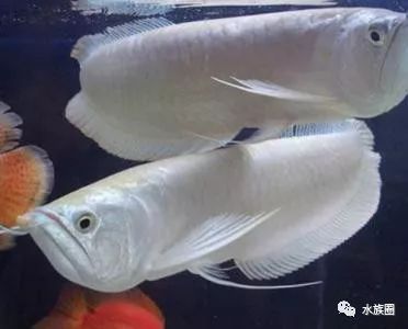 龍魚換魚缸后多久喂食：龍魚換魚缸后多久喂食？ 龍魚百科 第3張