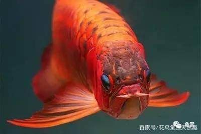 龍魚喜歡沉底：龍魚喜歡沉底嗎？