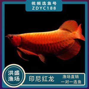 福龍紅龍魚 幼魚有什么特點：福龍紅龍魚幼魚幼魚幼魚的特點：福龍紅龍魚幼魚的繁殖方式 龍魚百科 第3張