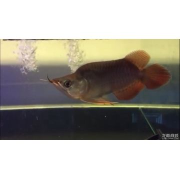 福龍紅龍魚 幼魚有什么特點：福龍紅龍魚幼魚幼魚幼魚的特點：福龍紅龍魚幼魚的繁殖方式 龍魚百科 第1張