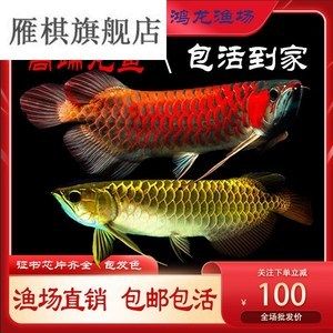 龍魚人工繁殖成功了嗎視頻：龍魚人工繁殖已經(jīng)取得了成功