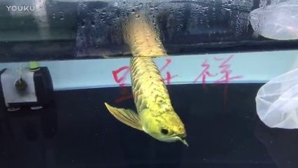 龍魚咬蝴蝶鯉魚怎么辦：如何處理龍魚咬蝴蝶鯉魚的問題 龍魚百科