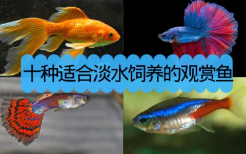 龍魚(yú)缸晚上關(guān)燈嗎：龍魚(yú)缸晚上是否需要關(guān)燈并沒(méi)有一個(gè)答案