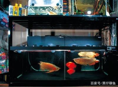 龍魚飼料魚消毒方法視頻：飼料魚消毒方法