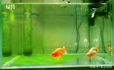 龍魚飼料魚消毒方法視頻：飼料魚消毒方法