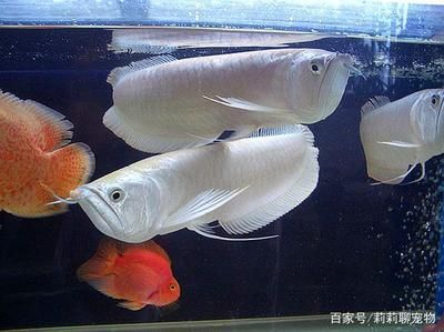 藍色的龍魚多少錢一條?。核{色龍魚價格多少錢一條 龍魚百科 第3張