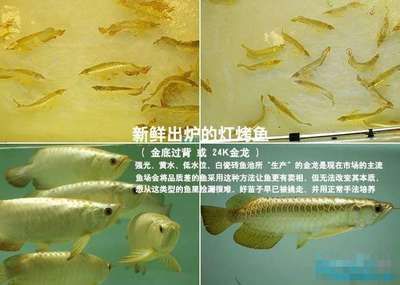 龍魚老孫視頻：龍魚老孫的視頻內(nèi)容豐富實用性強，實用性強， 龍魚百科