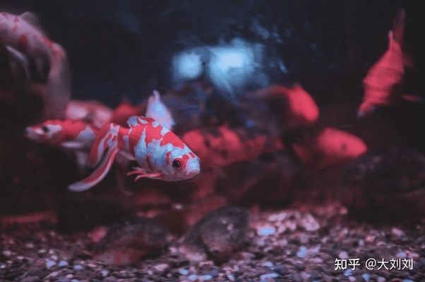 龍魚缸晚上關(guān)燈嗎好嗎：龍魚缸晚上關(guān)燈的好處