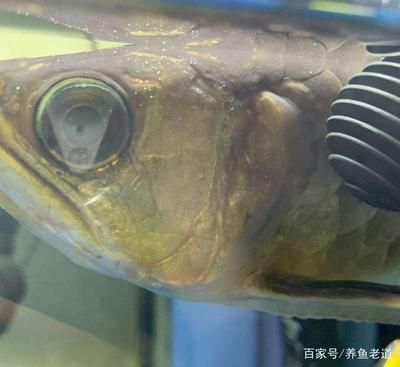 金龍魚(yú)有病怎么治療：金龍魚(yú)常見(jiàn)疾病與治療方法 龍魚(yú)百科 第1張