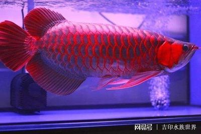 紅龍魚(yú)和金龍魚(yú)在風(fēng)水上有什么區(qū)別嗎視頻：紅龍魚(yú)和金龍魚(yú)在風(fēng)水上有什么區(qū)別？