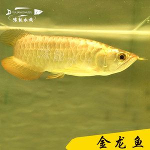 龍魚過(guò)背和高背哪個(gè)好看：龍魚過(guò)背和高背和高背金龍魚的區(qū)別,過(guò)背金龍魚的區(qū)別