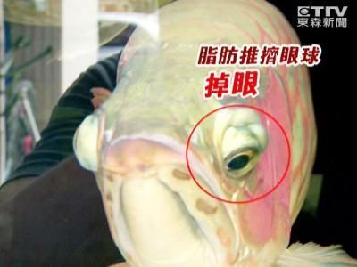 龍魚水族箱：養(yǎng)護(hù)龍魚水族箱需要注意以下幾點(diǎn) 龍魚百科 第1張