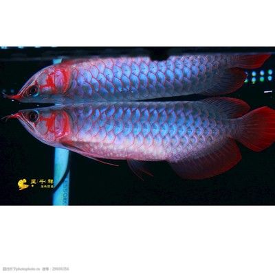 龍魚(yú)熱帶魚(yú)生物液可以放錦鯉缸里嗎：錦鯉和龍魚(yú)可以混養(yǎng)嗎？