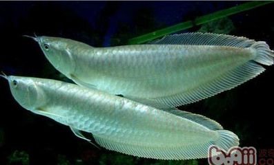 龍魚(yú)莫名其妙撞缸了什么原因造成的：如何避免龍魚(yú)撞缸？