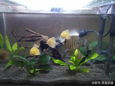 龍魚虎魚打架：如何避免龍魚和虎魚發(fā)生打架行為？