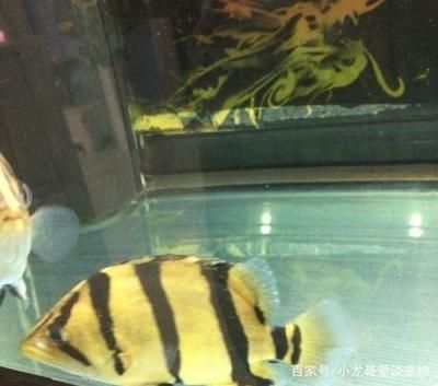 龍魚(yú)虎魚(yú)打架：如何避免龍魚(yú)和虎魚(yú)發(fā)生打架行為？ 龍魚(yú)百科 第3張