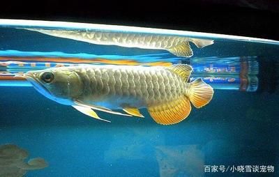 龍魚和飛鳳混養(yǎng)好么：混養(yǎng)龍魚和飛鳳魚的注意事項