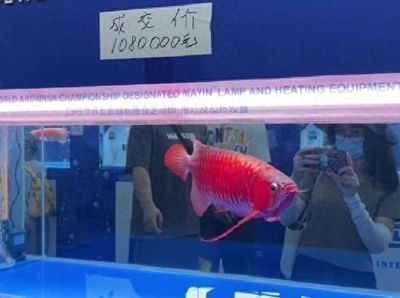 廣州龍魚大賽獲獎名單：2019“長城杯”世界龍魚錦標賽廣州龍魚大賽獲獎名單