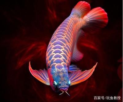 龍魚缸什么牌子的好一點(diǎn)：龍魚缸品牌有哪些品牌 龍魚百科 第2張