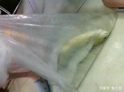 龍魚手術麻藥用量：龍魚手術常用麻藥的使用 龍魚百科 第2張