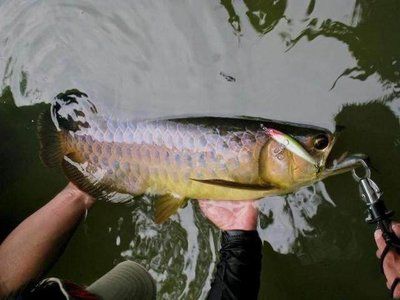 金龍魚水溫多少度合適釣魚：金龍魚水溫標(biāo)準(zhǔn)金龍魚水溫標(biāo)準(zhǔn)金龍魚的水溫標(biāo)準(zhǔn)是多少度