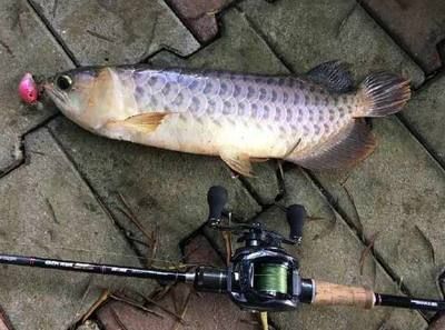 金龍魚水溫多少度合適釣魚：金龍魚水溫標(biāo)準(zhǔn)金龍魚水溫標(biāo)準(zhǔn)金龍魚的水溫標(biāo)準(zhǔn)是多少度