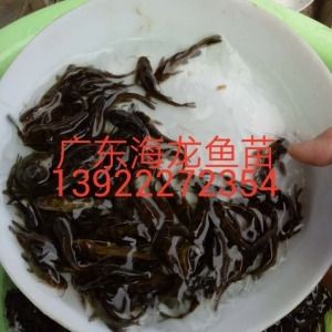 龍魚苗多少錢一條?。喝绾芜x購龍魚苗