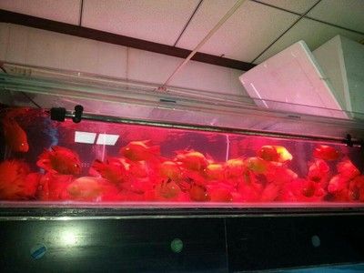 金龍魚治療武漢：益海嘉里金龍魚助力武漢健康新年 龍魚百科 第1張