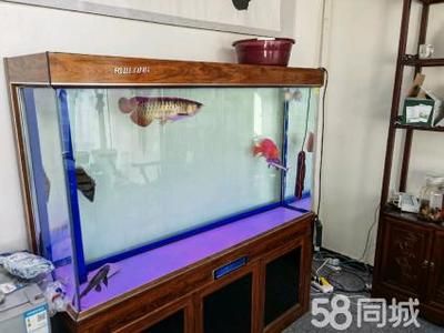 寬度40的魚缸養(yǎng)龍魚：寬度40厘米的魚缸適合養(yǎng)什么魚