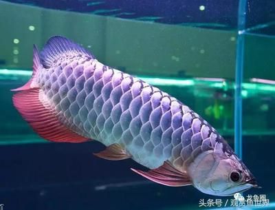 龍魚病癥與治療方法視頻：30種龍魚疾病治療方法 龍魚百科 第3張