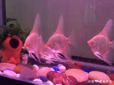 龍魚下鰭根部斷了：龍魚下鰭斷了怎么辦 龍魚百科 第2張