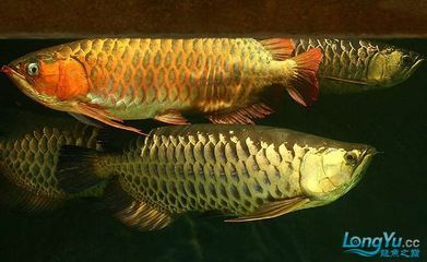 龍魚(yú)缸寬度最低要求多少厘米：龍魚(yú)缸尺寸選擇龍魚(yú)缸尺寸選擇龍魚(yú)缸尺寸一般是多少