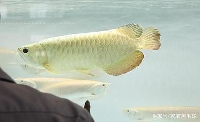 龍魚(yú)橫著漂浮在水面上不動(dòng)：龍魚(yú)橫著漂浮在水面上不動(dòng)可能是因?yàn)榛疾?dǎo)致的