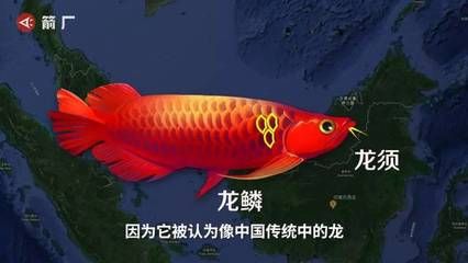 龍魚哪里買好點的：購買龍魚時可以選擇線上購買或線下購買或線下購買