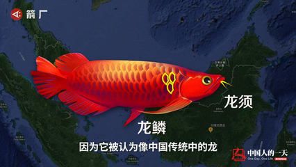 龍魚哪里買好點的：購買龍魚時可以選擇線上購買或線下購買或線下購買