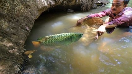 金龍魚野生的是哪里的：金龍魚產(chǎn)地在哪里 龍魚百科 第1張