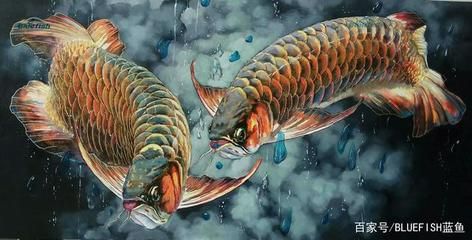 龍魚(yú)名字由來(lái)：龍魚(yú)的外形特征和種類(lèi)