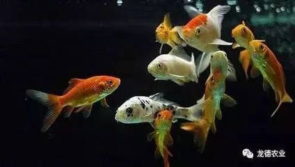 紅龍魚與金龍魚區(qū)別：紅龍魚與金龍魚的區(qū)別是什么 龍魚百科 第3張